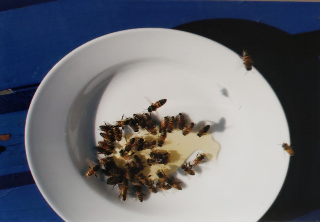 Honeybees gather in a bowl of honey in this image for 3 Best Tips for Buying Local Honey