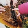 A closeup picture of dark, wild honeycomb is the featured image in this post titled, 3 Best Tips for Buying Local Honey.