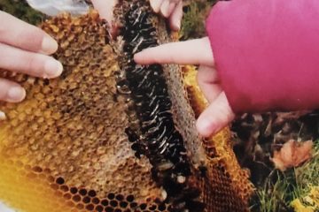 A closeup picture of dark, wild honeycomb is the featured image in this post titled, 3 Best Tips for Buying Local Honey.