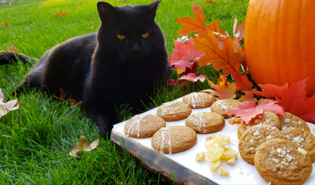 A big, black cat with a lot of attitude guards a tray of Easy Chewy Triple Ginger Cookies