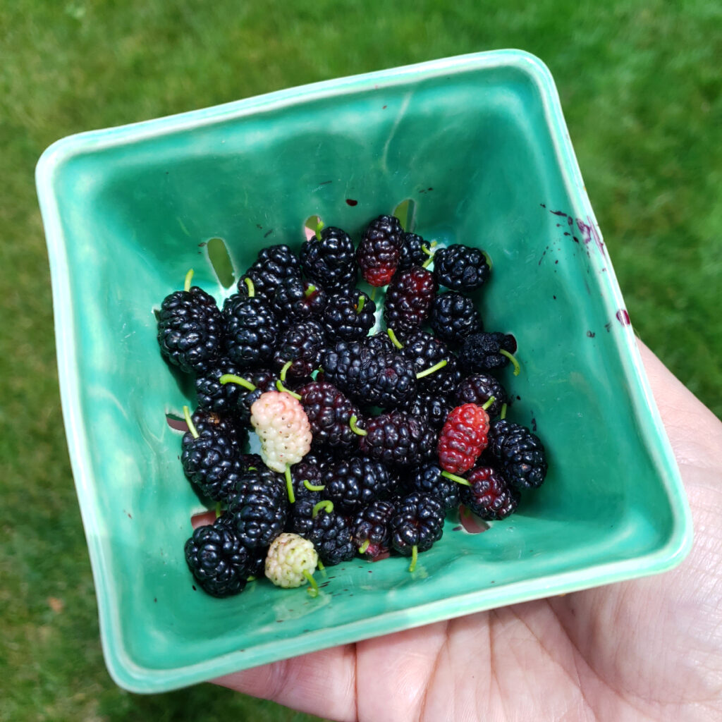 A small container of fresh mulberries shows the stages of ripeness. Only eat mulberries that are dark purple in color. White or red mulberries are not yet ripe and can be mildly toxic.