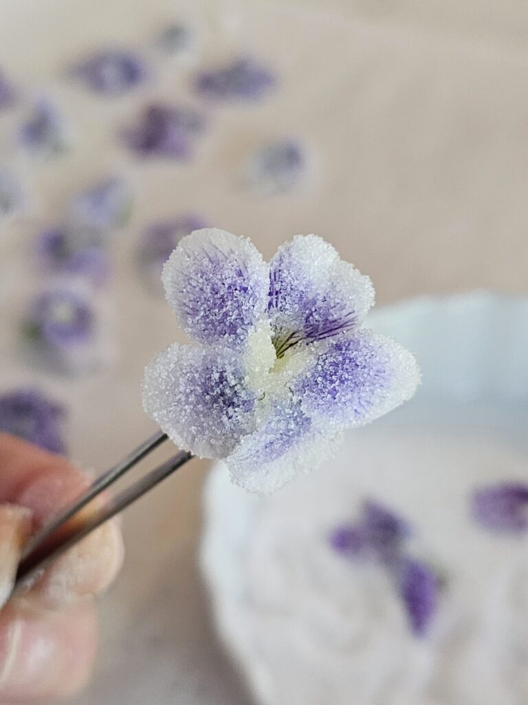 A closeup of the finished product in this recipe for easy 4 Ingredient candied violets.