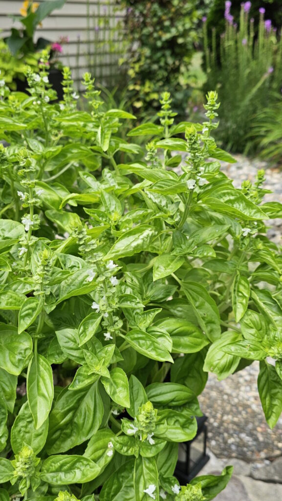 A picture of Maria's basil that has become overgrown and just starting to bolt. The excess growth will be trimmed and used to make this recipe for easy 3 ingredient basil tea.